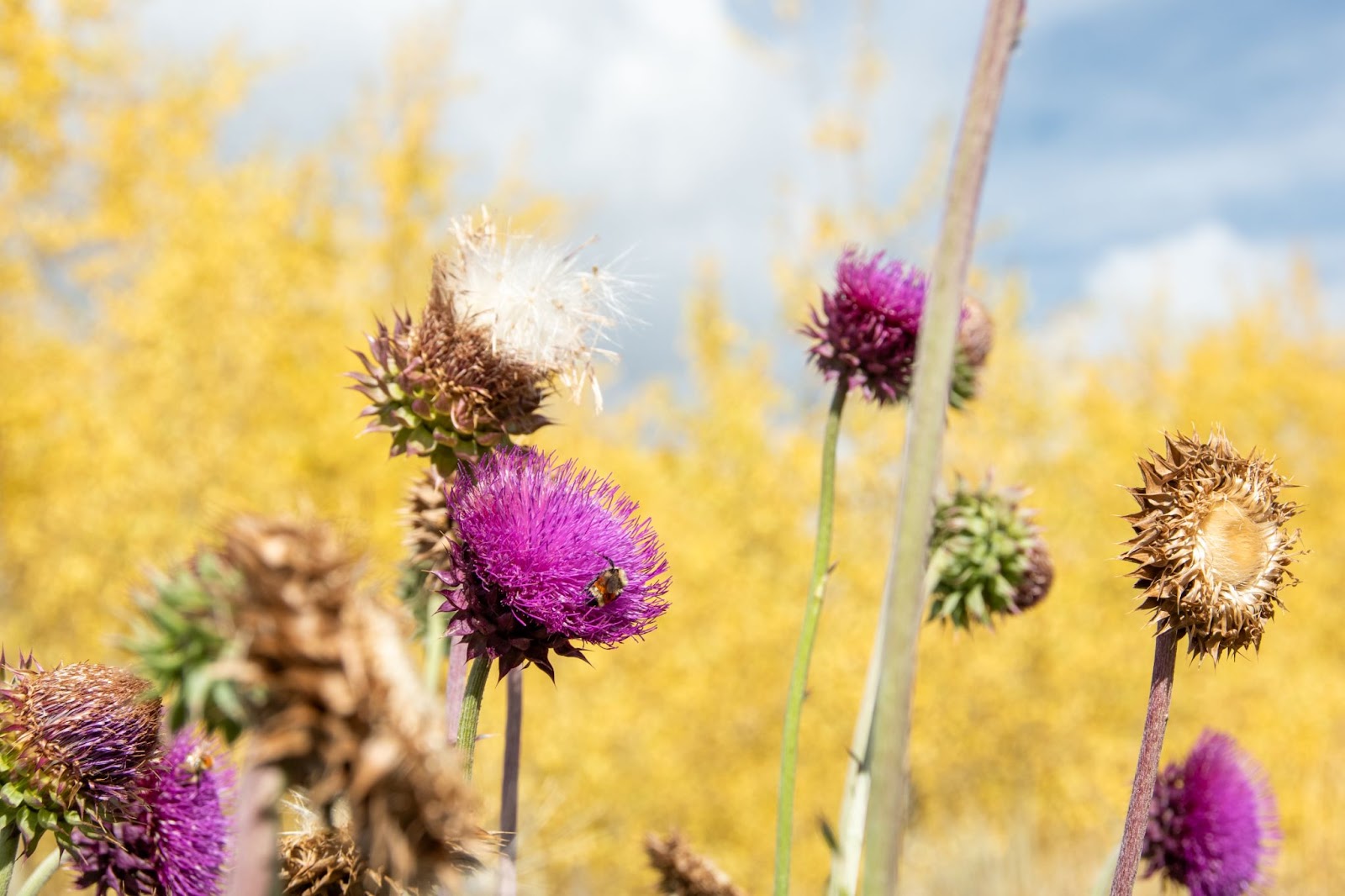 flowers in the foreground of bright autumn leaves