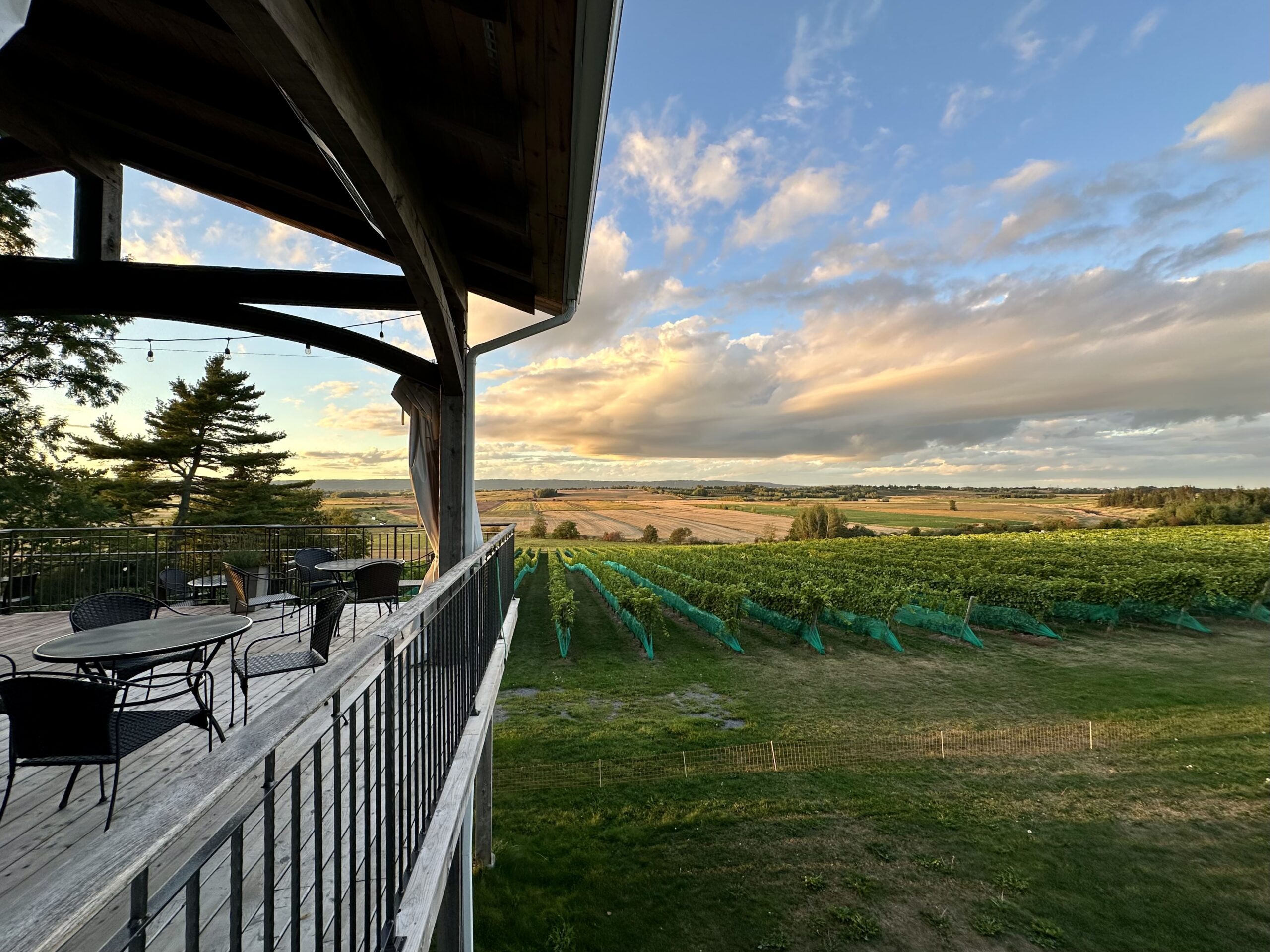 Planters Ridge vineyard at dusk, a memorable Nova Scotia Chowder Trail road trip stop.