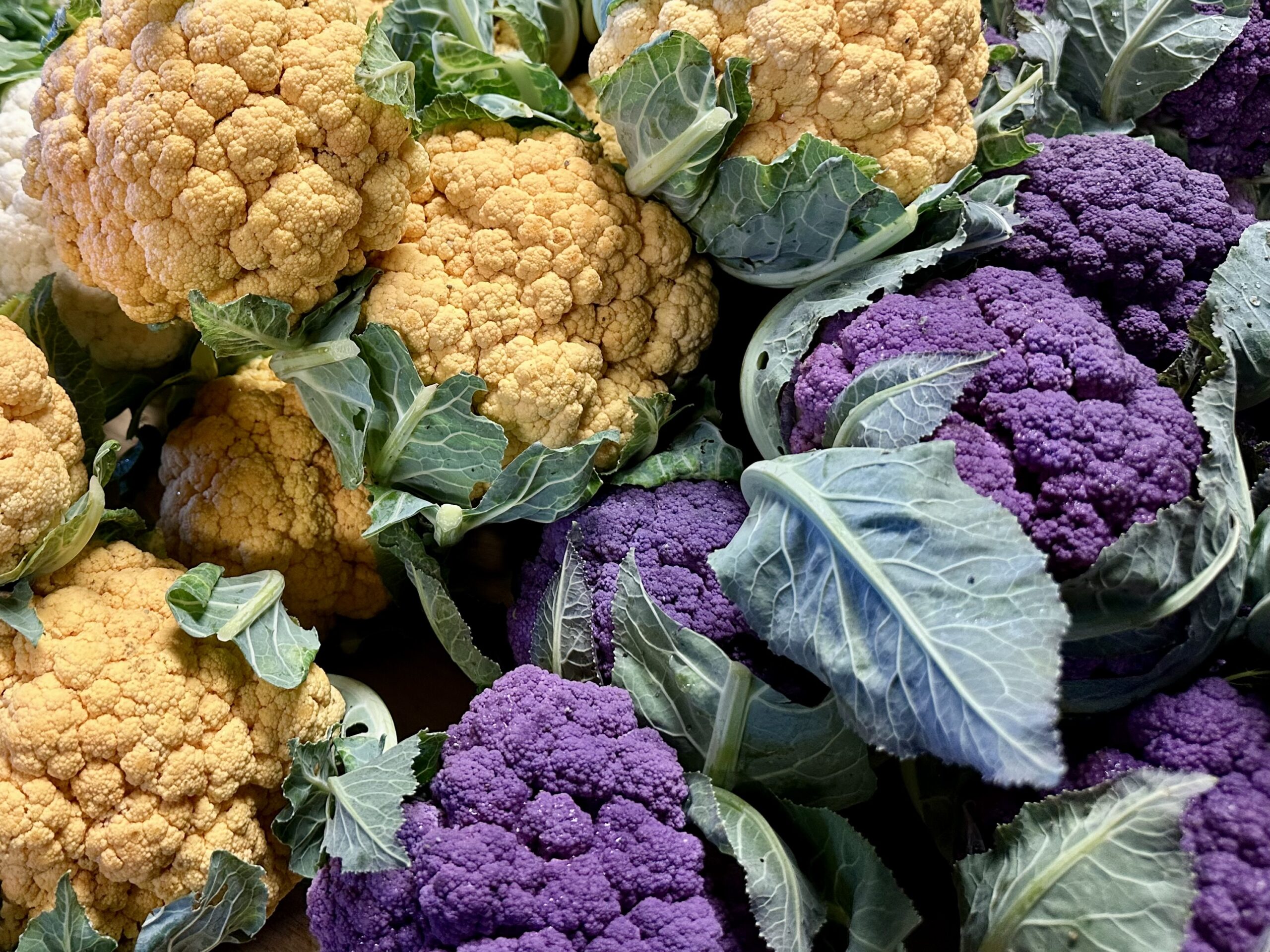 Heads of yellow and purple cauliflower at the Wolfville Farmers' Market in Nova Scotia.