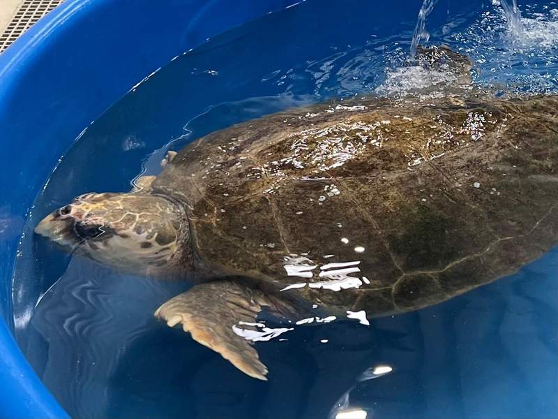 Rescued sea turtle at Karen Beasley Sea Turtle Rehabilitation Hospital.