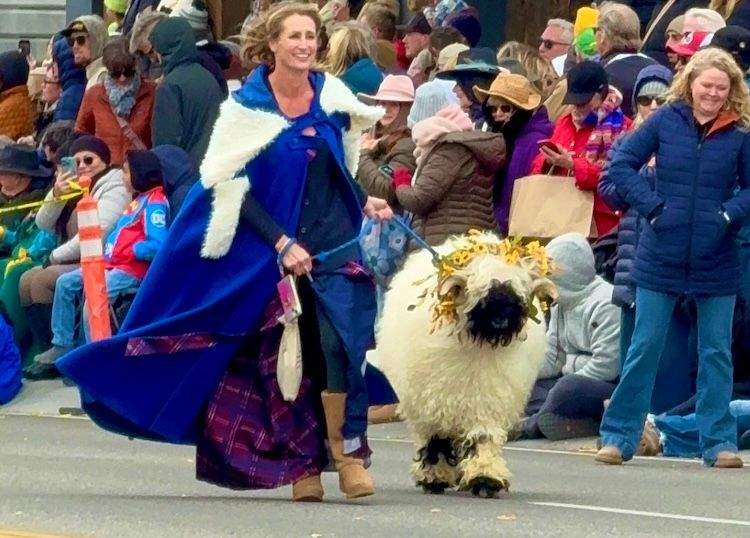 A woolly ram named Dolly, led by a woman handler, parades down Main Street during the Trailing of the Sheep Festival as onlookers watch.