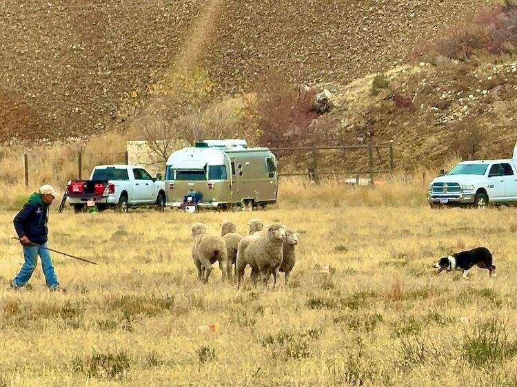 A sheepdog actively herding a small group of sheep across a field during the Sheepdog Trials at the Trailing of the Sheep Festival in Hailey, Idaho.