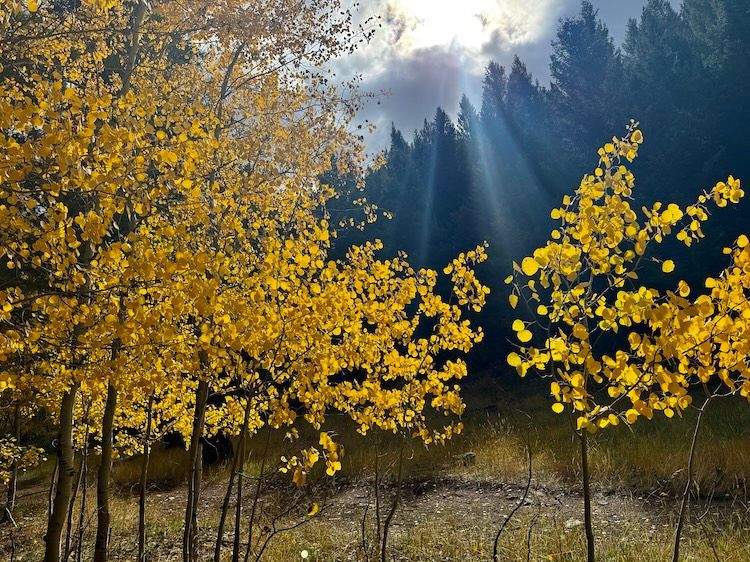 Cluster of quaking aspens with fiery gold leaves glowing in the fall sunlight in Idaho’s Wood River Valley.