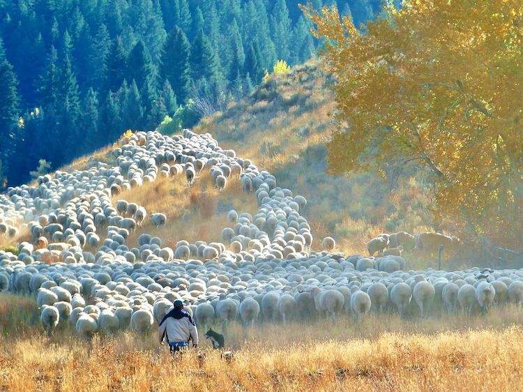 Flock of sheep moving through a high mountain meadow with fall-colored aspens and conifers, continuing their journey after the Big Sheep Parade.