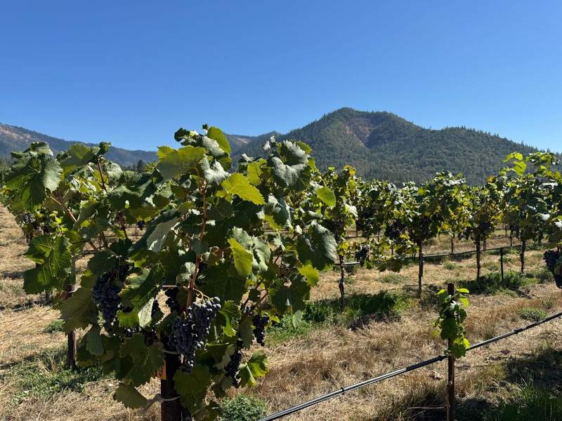 Ripe grapes hang on a vine at Troon Vineyards with mountains in the background.