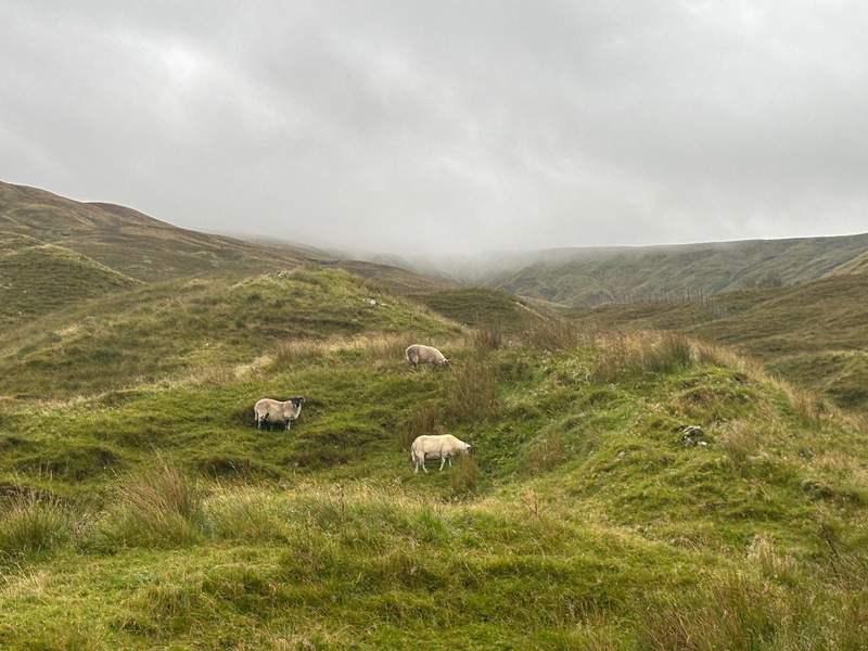 Sheep grazing along the West Highland Way