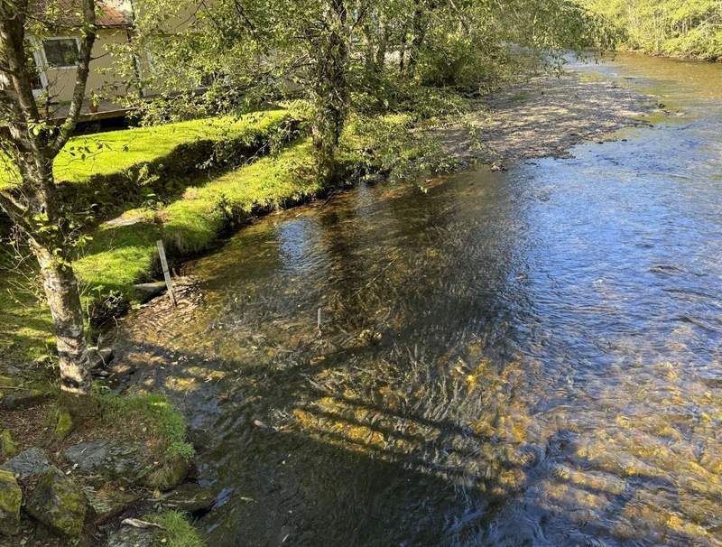 Thousands of Salmon spawning in a creek.