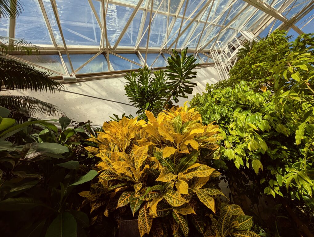 The lush folliage of the Tropical House at the Fort Wayne Botanical Conservatory.