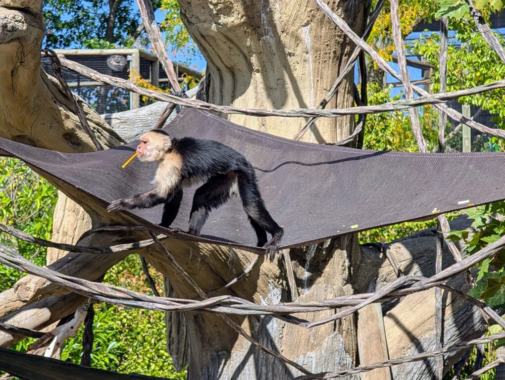 A capuchin monkey at the Fort Wayne Zoo.