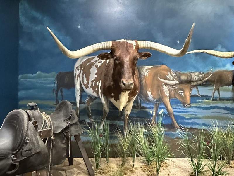 A longhorn in the Boot Hill Museum. 