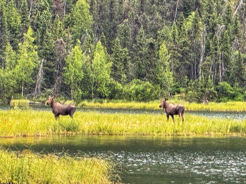 Two moose standing in grass beside a lake with pine trees as a backdrop