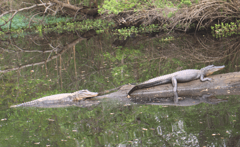 Two alligators on a log in the swamp waters.