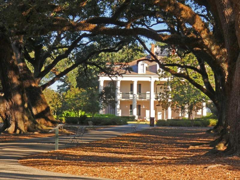 Plantation home with large oak trees arched in front.