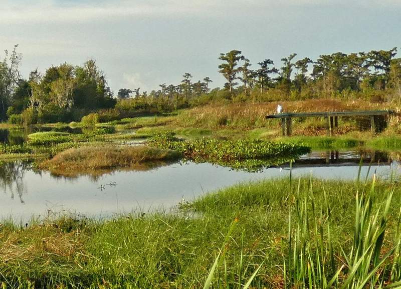 A white egret on a dock over a wetlands.