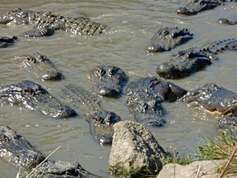 Dozens of alligators in a pond.