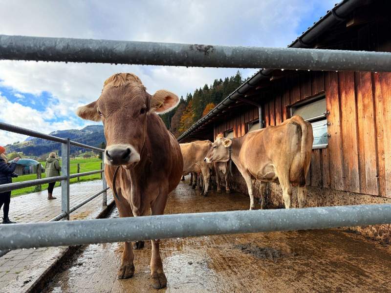 Cows at the Betschart Dairy Farm