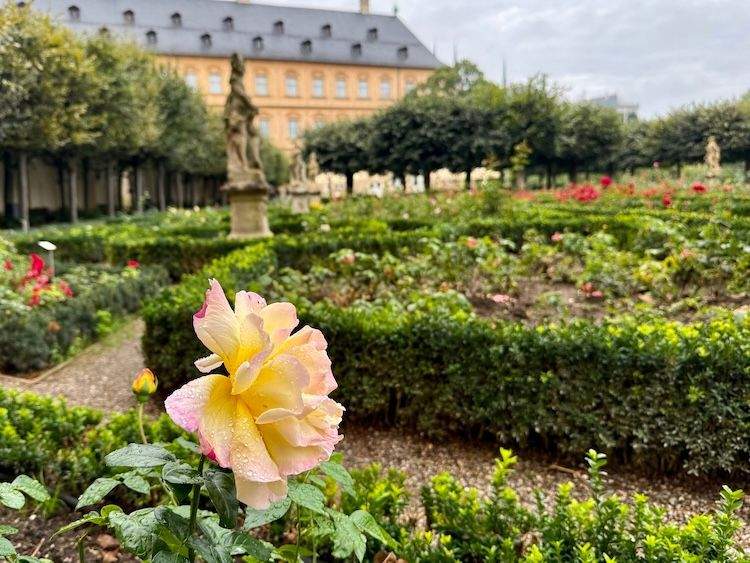 View of the rose garden at Bamberg’s New Residence, with the city’s historic buildings near the Regnitz River.