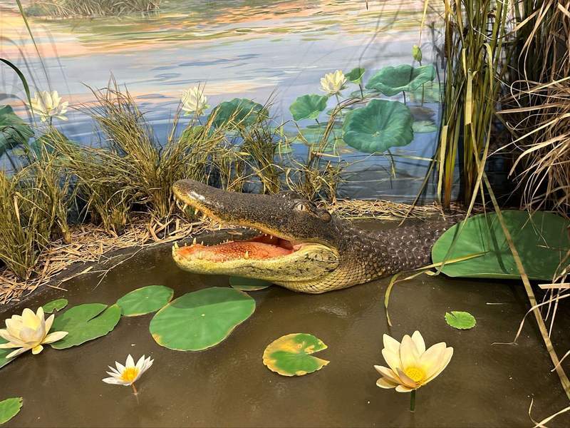 Discover Family Fun in Lake Charles with Beaches, Boardwalks and Bayou Adventures