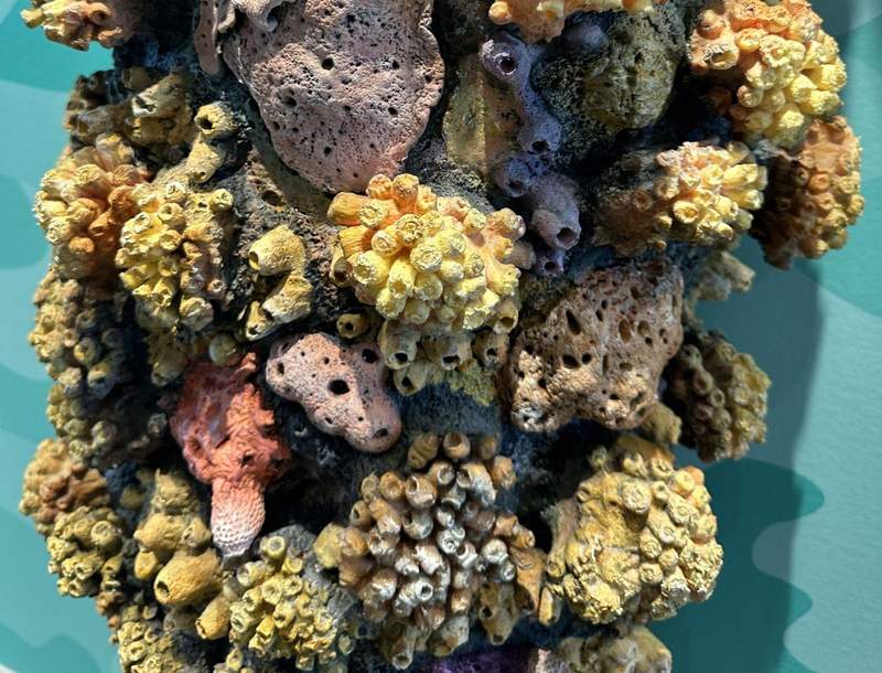 Colorful Coral in the Science and Nature Center at Port Wonder in Lake Charles, LA. 