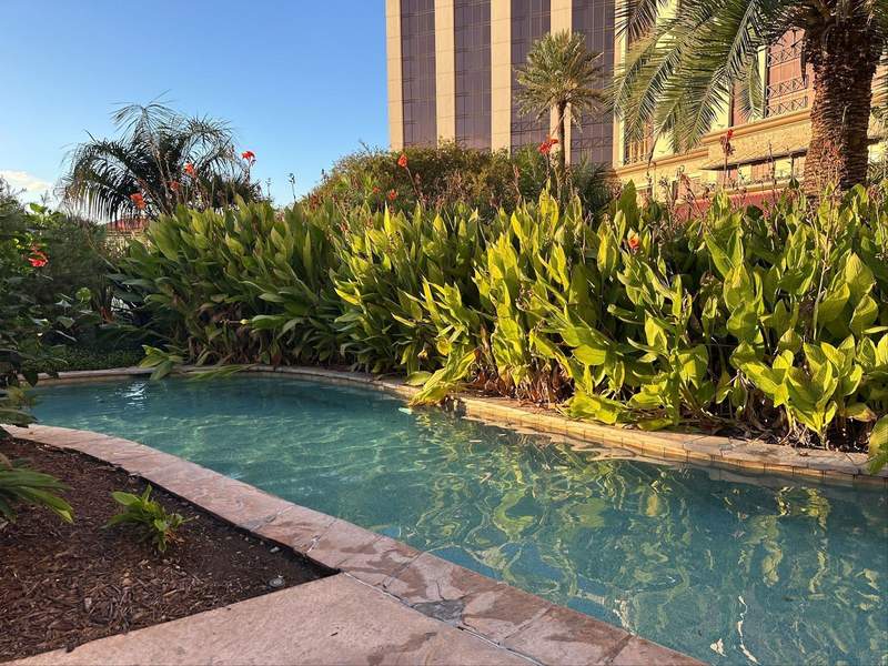 Lush green plants reflecting in the Lazy River at L’Auberge du Lac Casino Resort in Lake Charles, LA.