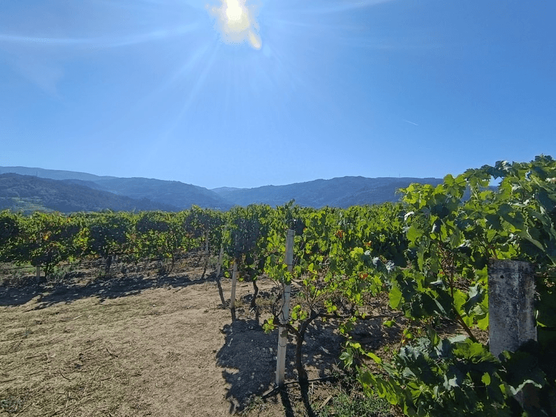 Vinho Verde Vineyard outside of Porto