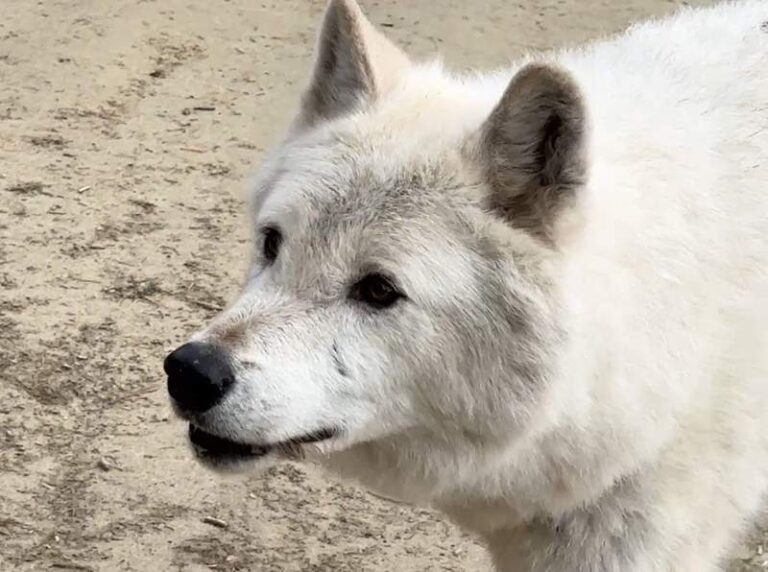 Closeup of a white wolf in Golden, British Columbia.