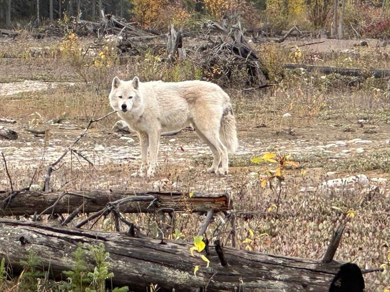A wolf in the open area at the Northern Lights Wildlife Wolf Centre in British Columbia.