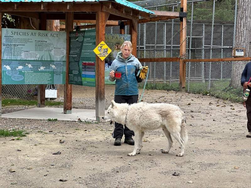 Lady with a wolf in British Columbia. 