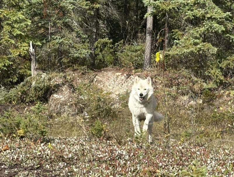 A wolf running along a path at the Northern Lights Wildlife Wolf Centre in British Columbia.