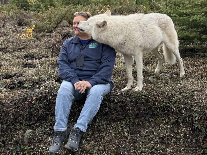 A wolf licking the cheek of a woman at the Northern Lights Wildlife Wolf Centre in British Columbia. 