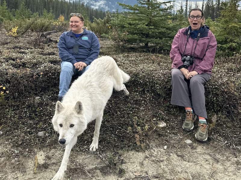 A woman with a shocked looke on her face as the wolf departed. 