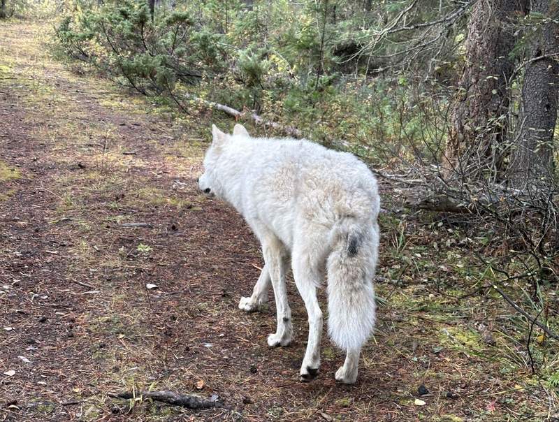 A wolf on the path at the Northern Lights Wildlife Wolf Centre in British Columbia. 