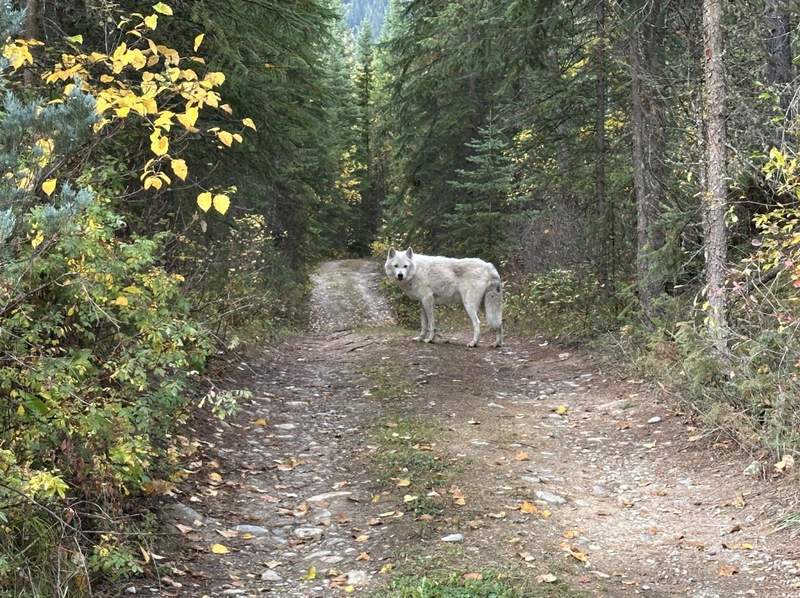 A wolf looking back at the Northern Lights Wildlife Wolf Centre in British Columbia. 