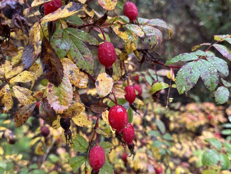 Red berries on a vine British Columbia.  