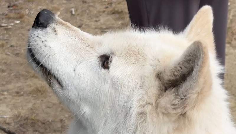 A wolf looking up in British Columbia. 