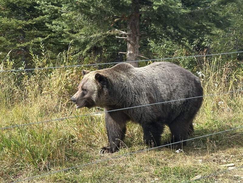 A Grizzly Bear walking along a fence in Golden,  British Columbia. 