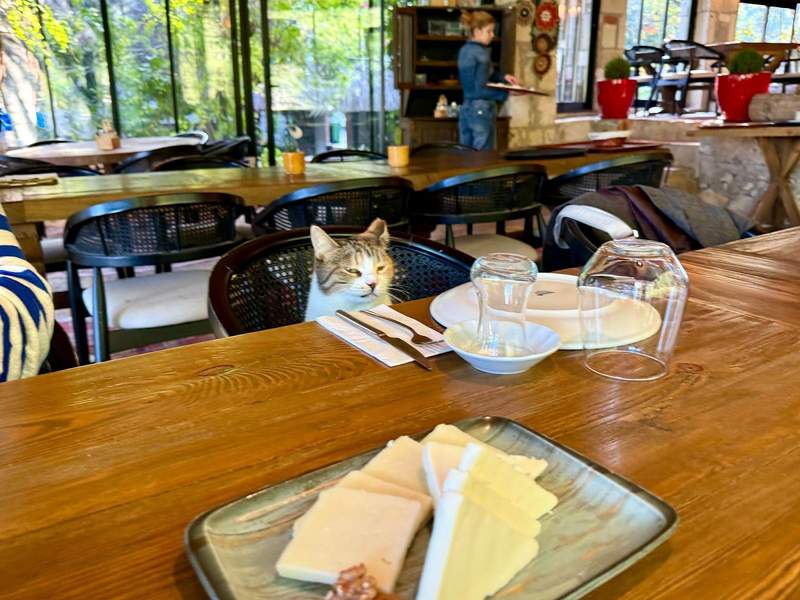 A cat sitting in a guest chair peaking over edge of table inside Cesme Koy restaurant in Izmir. 