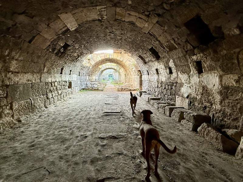 2 dogs walking through a tunnel with sunlight coming through various side and overhead openings at the Agora in Smyrna.