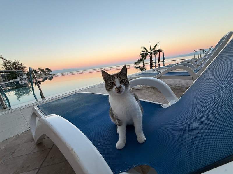 A kitten hanging out with the author pool side at the Charisma Deluxe Hotel.