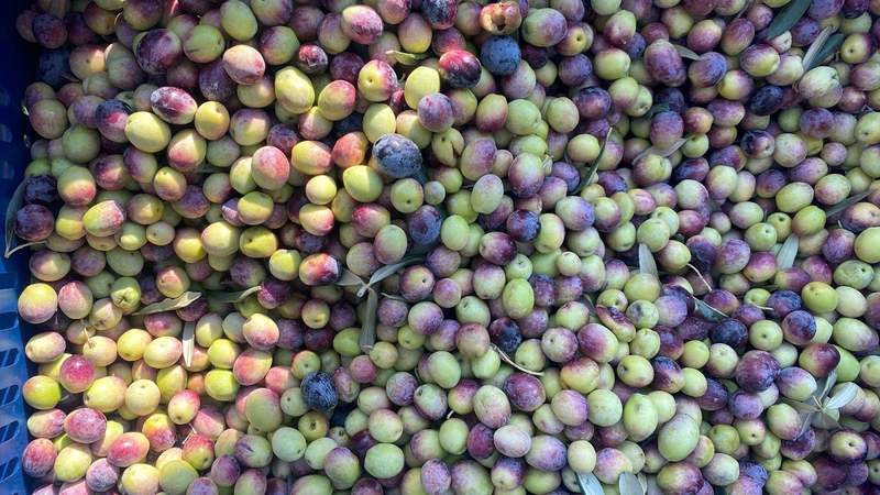 A lot of olives in a bin at an olive oil factory.