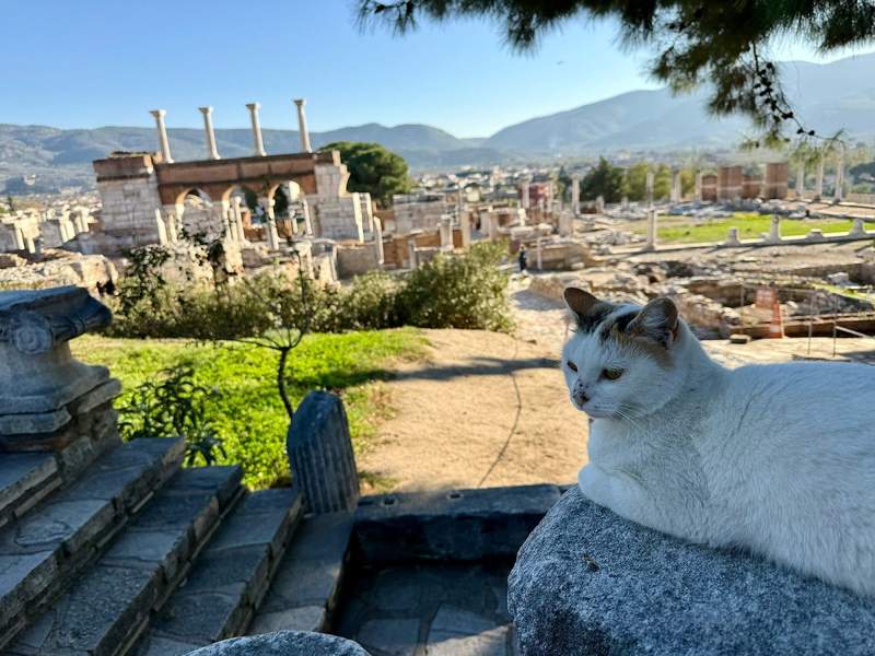 A cat sitting on a stone overlooking ancient ruins in one of the ancient cities if Tũrkiye.