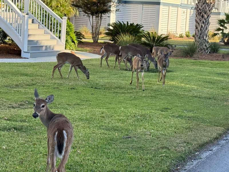 Deer roaming on Fripp Island