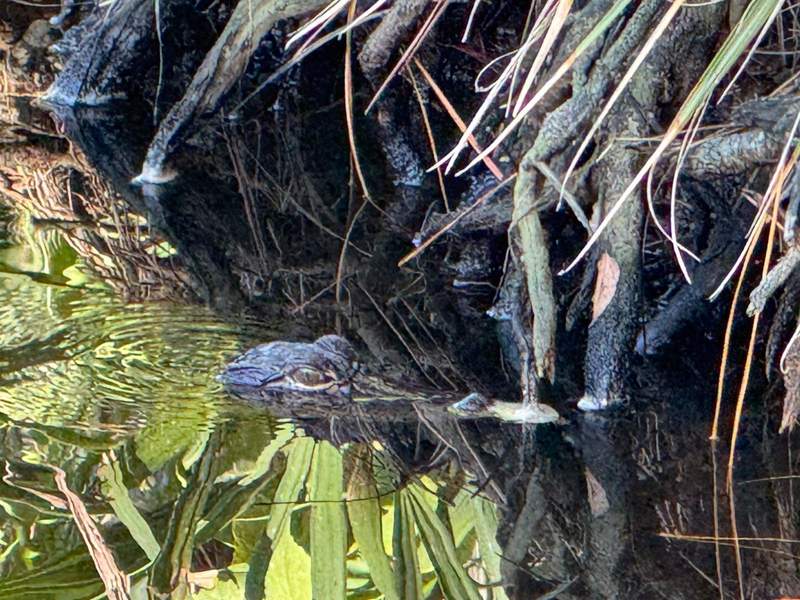 Fripp Island Alligator