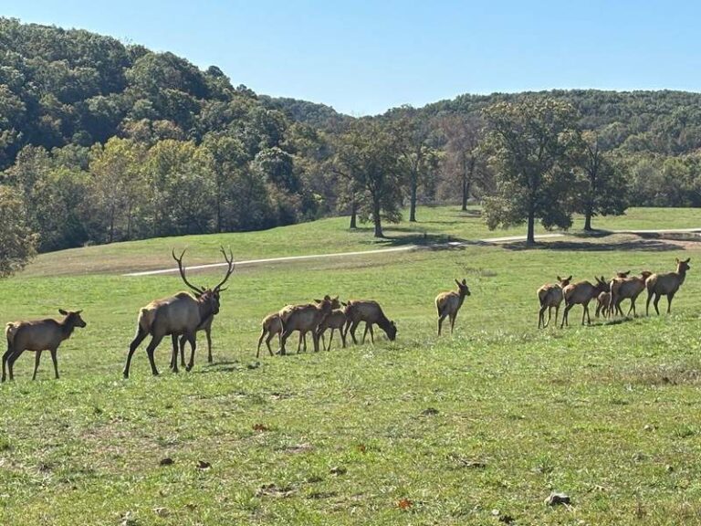 Elk on the move at Dogwood Canyon