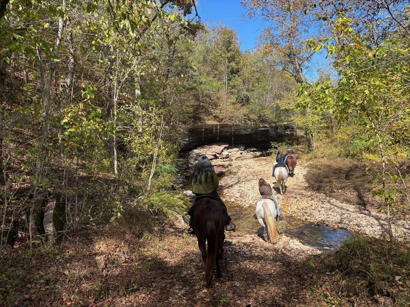Horses following each other on the trail.