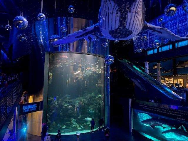 Dark underwater exhibits at the Wonders of Wildlife National Museum & Aquarium