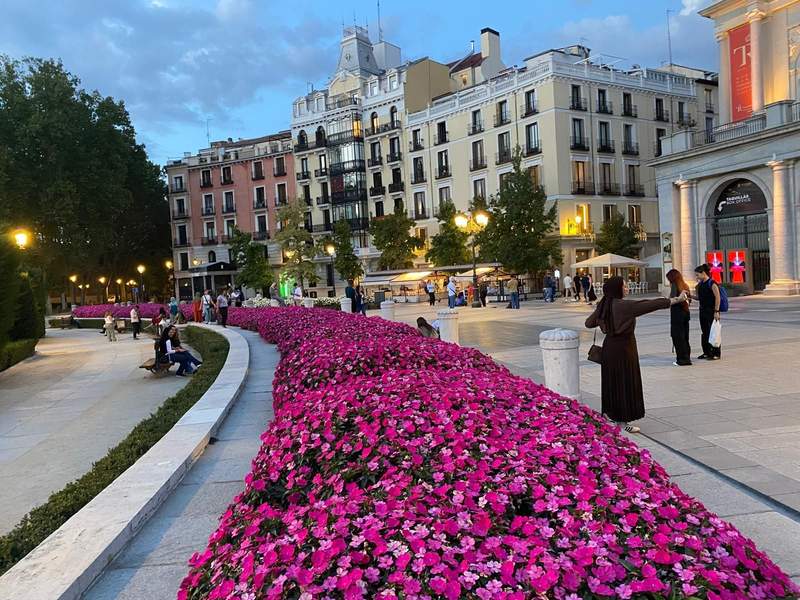 Row of purple flowers  in front of a plaza