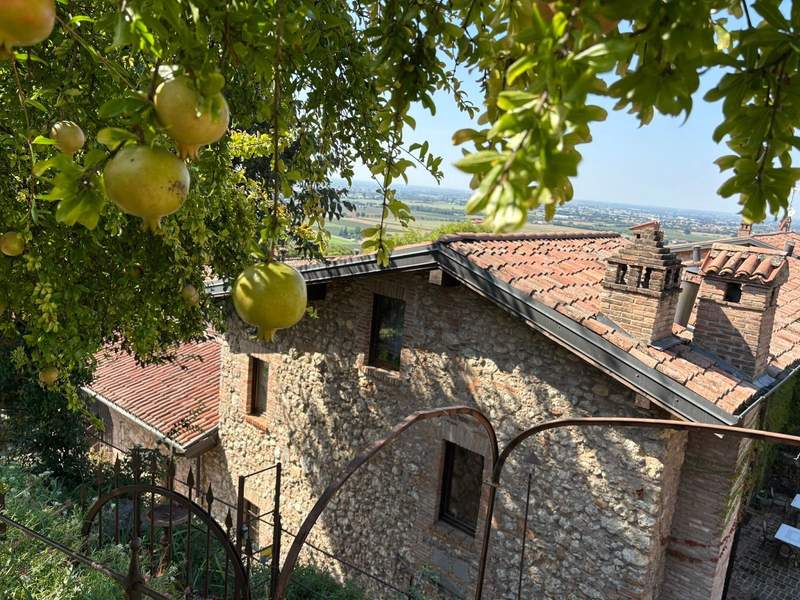 Fruit trees at resort