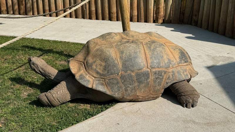 large turtle walking on grass in the sunlight in south dakota at reptile gardens.