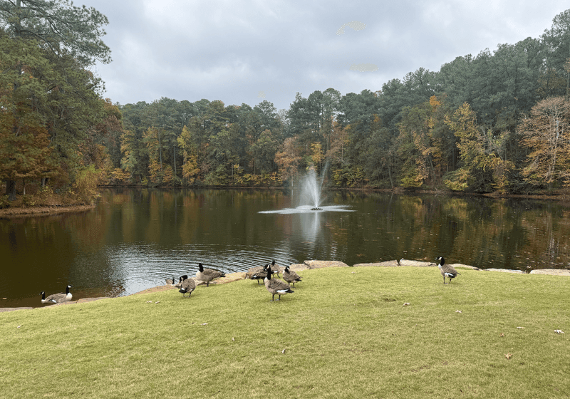 Ducks near the lake...]]></description>
                <pubDate>Tue, 02 Dec 2025 18:12:48 +0200</pubDate>
                <guid isPermaLink=